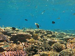 Un paysage sous-marin caractéristique de l'atoll de Baa, à Voavah.