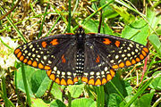 Euphydryas phaeton (Baltimore checkerspot) Adult, dorsal view.