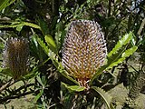 Banksia aemula