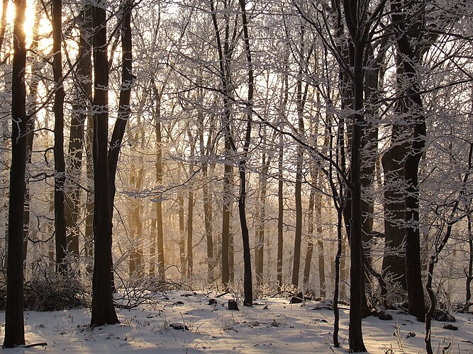 Буковый лес в горах Матра (Венгрия)