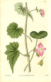Begoniaceae - Begonia gracilis.jpg