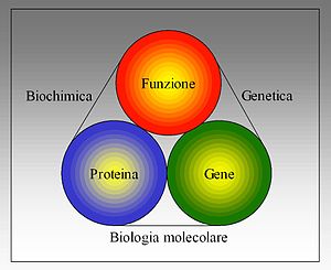 Biologia molecolare - Biochimica - Genetica