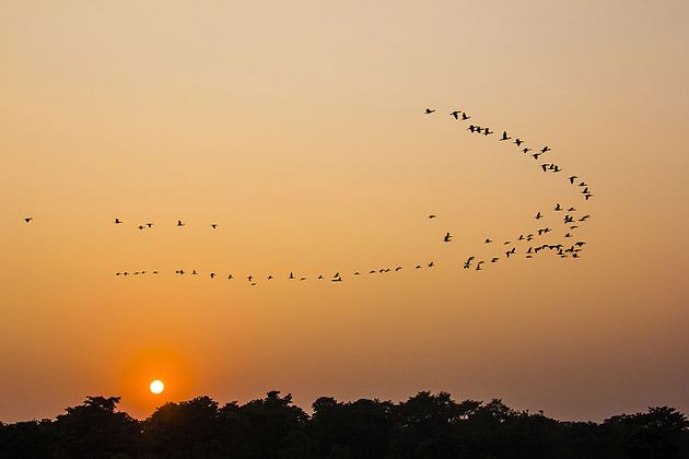 Birds flying to their home during the sunset