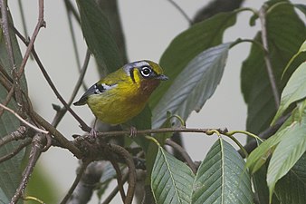 Pteruthius melanotis melanotis from Neora Valley National Park, West Bengal, India.