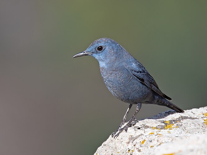 Синий каменный дрозд (Monticola solitarius)