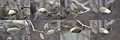 These pussy willow like budding white flowers on Bernard Avenue in downtown Kelowna BC Canada (142.1 megapixels) #181