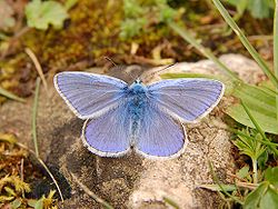 Lycaenidae familyasından Çok gözlü mavi kelebek (Polyommatus icarus)