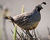 Male california quail standing on sticks