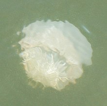 Photo of whole jellyfish