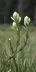 Castilleja sulphurea habitus.jpg