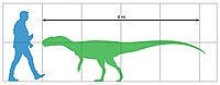 Chuandongocoelurus size