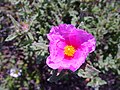 Trivialname (Cistus crispus)