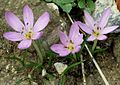 Colchicum cupanii 6.jpg