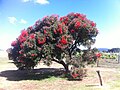 Corymbia ficifolia in Albany