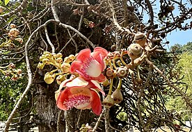 Couroupita guianensis, cannon ball tree flower buds and flower