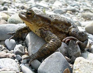 Un spécimen mâle de crapaud commun (Bufo bufo), photographié sur les berges du Fier, en France. Il est, comme la grenouille verte, très commun en Europe. (définition réelle 2 791 × 2 199)