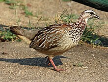 Crested Francolin RWD.jpg