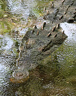 American Crocodlile. Photo taken at La Manzanilla, Jalisco, Mexico