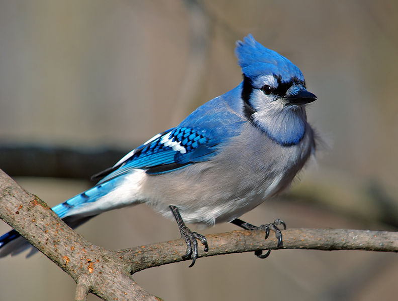 File:Cyanocitta cristata blue jay.jpg