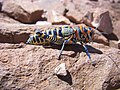 painted grasshopper