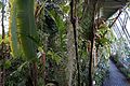 Der tropische Regenwald im Tropenhaus