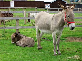 L'âne du déclin au renouveau  dans ANE 320px-Donkeys_at_farm_sanctuary