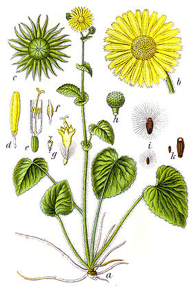 Doronicum pardalianches