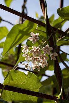 Dregea sinensis - Floraison.jpg