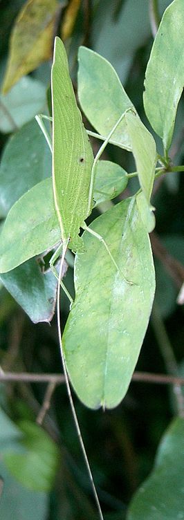 Ducetia japonica