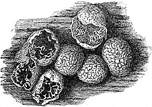 Illustration of the slime mold Badhamia panicea