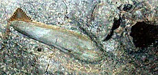 מאובן של Edestus heinrichi