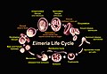 Lifecycle of the Eimeria parasite