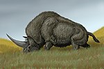 Miniatura para Elasmotherium sibiricum