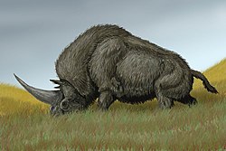 Elasmotherium  sibiricum