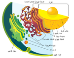 تفاصيل النظام الغشائي الداخلي ومكوناته