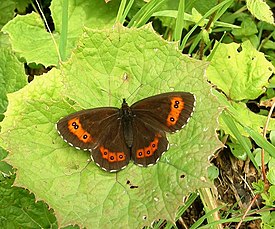 Metsänokiperhonen (Erebia ligea)