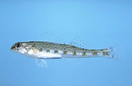 Etheostoma colorosum