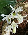 Eurychone rothschildiana OrchidsBln0906. jpg