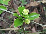 Flacourtia indica