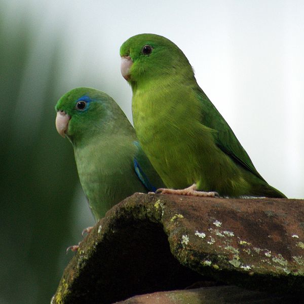 600px-Forpus_conspicillatus_-Colombia_-pair-8-3c.jpg