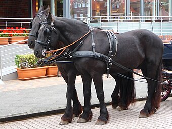 Pair of Friesians in harness