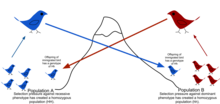 example of gene flow among populations