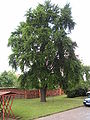 A ginkgo tree in Slovakia