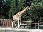 Giraffa camelopardalis antiquorum (Vincennes Zoo) 2.jpg