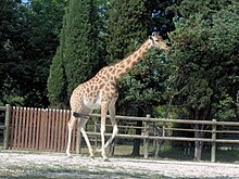 Giraffa camelopardalis antiquorum (Vincennes Zoo) 2.jpg