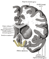ヒト脳の冠状断面。画像下中央、黄色っぽく塗ってある所が直回。