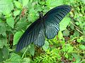 Papilio memnon femelle (Papilionidae)