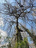 Hollsteitz, Trauerbuche im Park