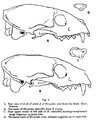 Rákevő mongúz (fent) és csíkosnyakú mongúz (lent) koponyája és foga