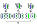 The process and possible outcomes of random X chromosome inactivation in female human embryonic cells undergoing mitosis. 1.Early stage embryonic cell of a female human 2.Maternal X chromosome 3.Paternal X chromosome 4.Mitosis and random X chromosome inactivation event 5.Paternal chromosome is randomly inactivated in one daughter cell, maternal chromosome is inactivated in the other 6.Paternal chromosome is randomly inactivated in both daughter cells 7.Maternal chromosome is randomly inactivated in both daughter cells 8.Three possible random combination outcomes